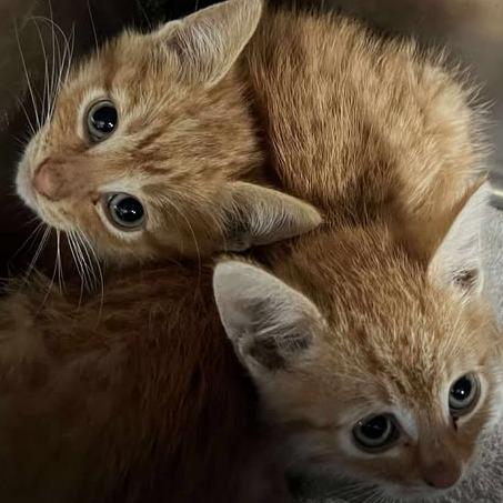 Hickory, Adoptable, Young Male Domestic Short Hair.