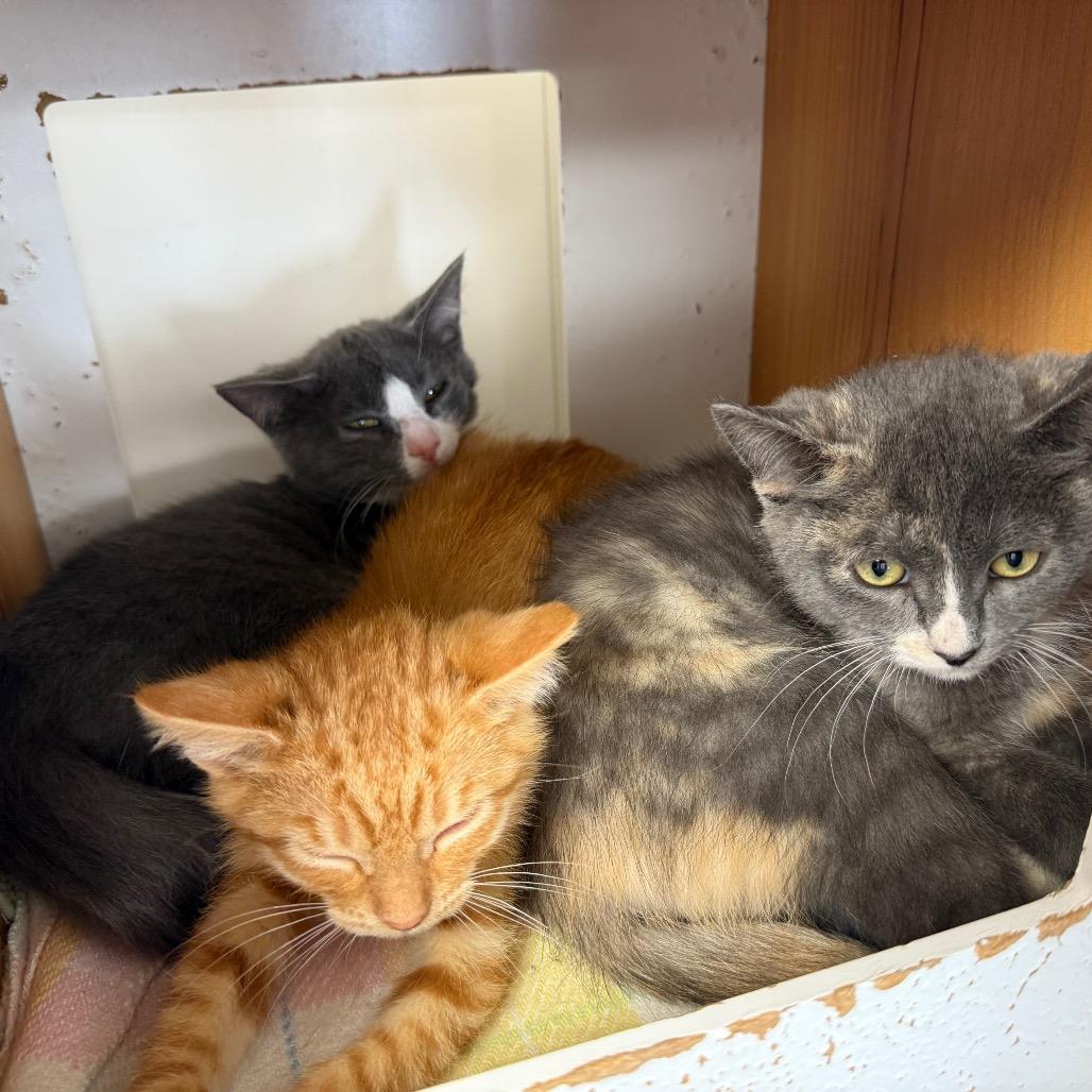 Enlarge Hickory, a Adoptable Domestic Short Hair in Buffalo, WY image 2/5