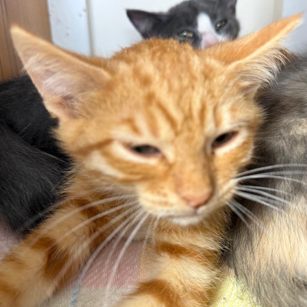 Enlarge Hickory, a Adoptable Domestic Short Hair in Buffalo, WY image 3/5