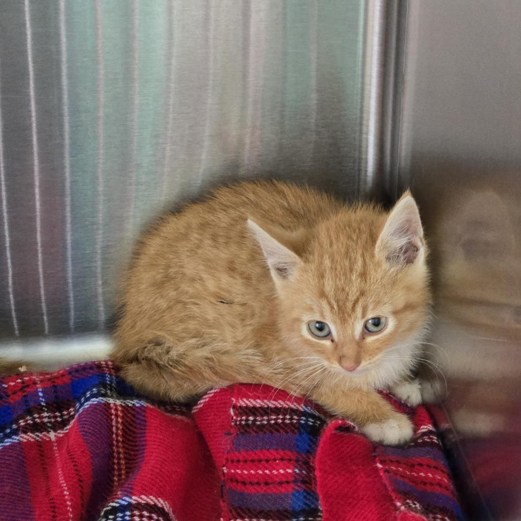 Enlarge Hickory, a Adoptable Domestic Short Hair in Buffalo, WY image 4/5