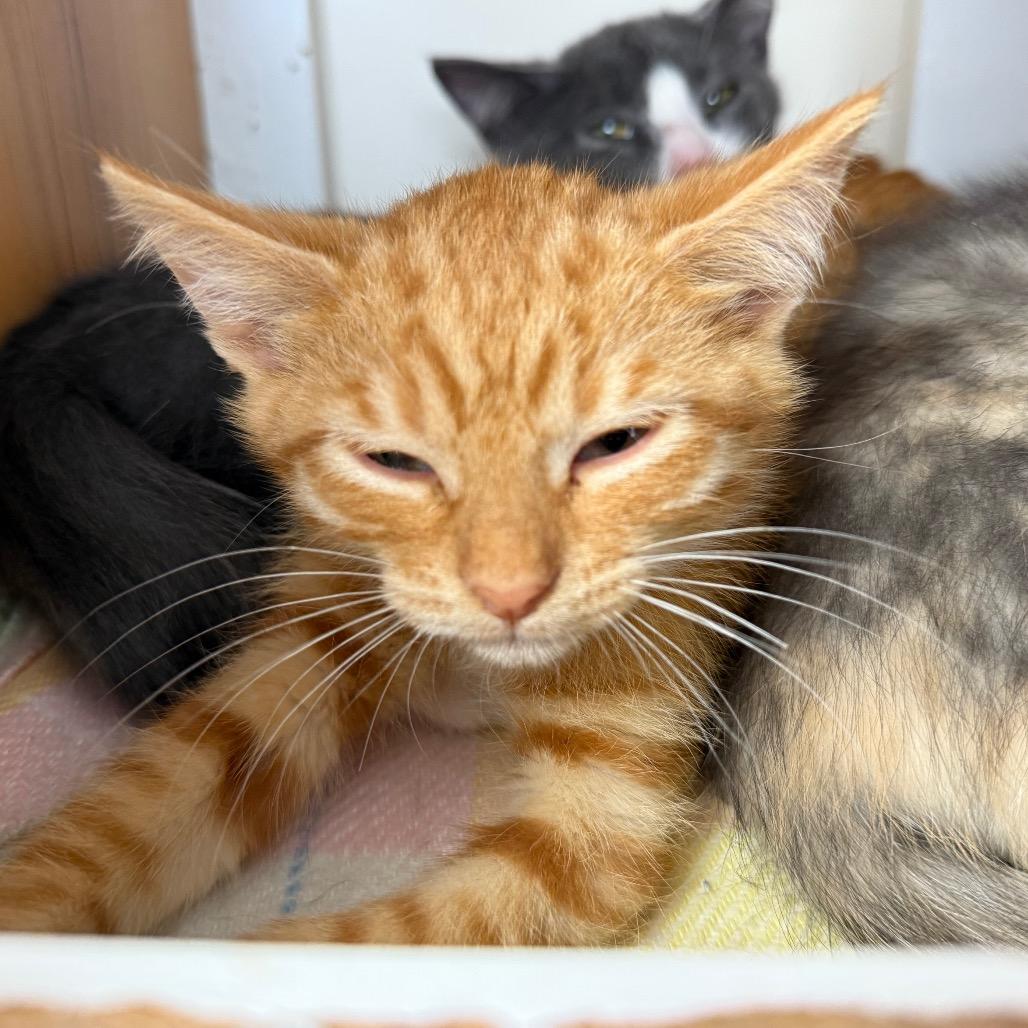 Enlarge Hickory, a Adoptable Domestic Short Hair in Buffalo, WY image 5/5