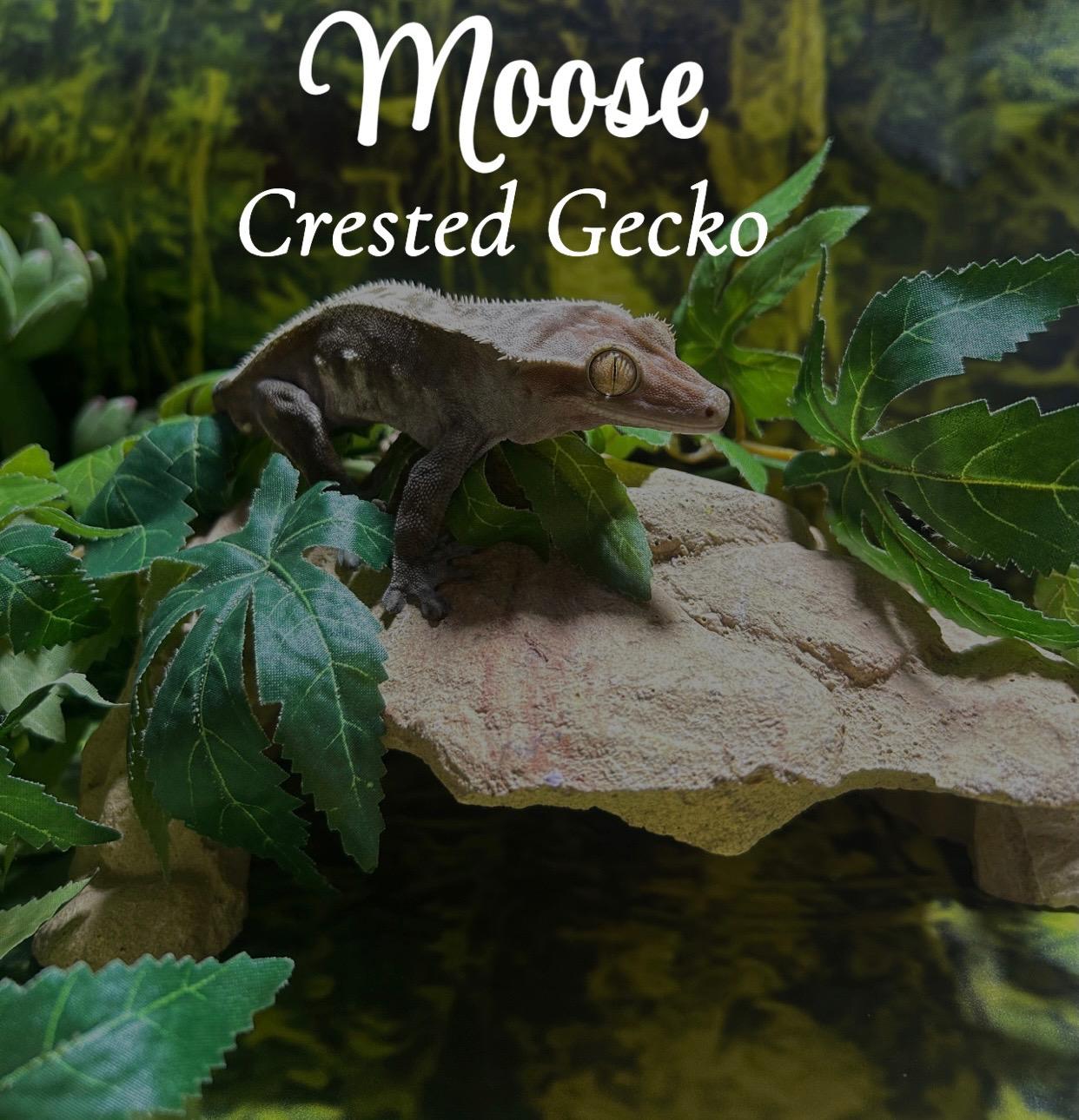 Enlarge Moose, a ADOPTABLE Gecko in Deep river, CT image 1/1