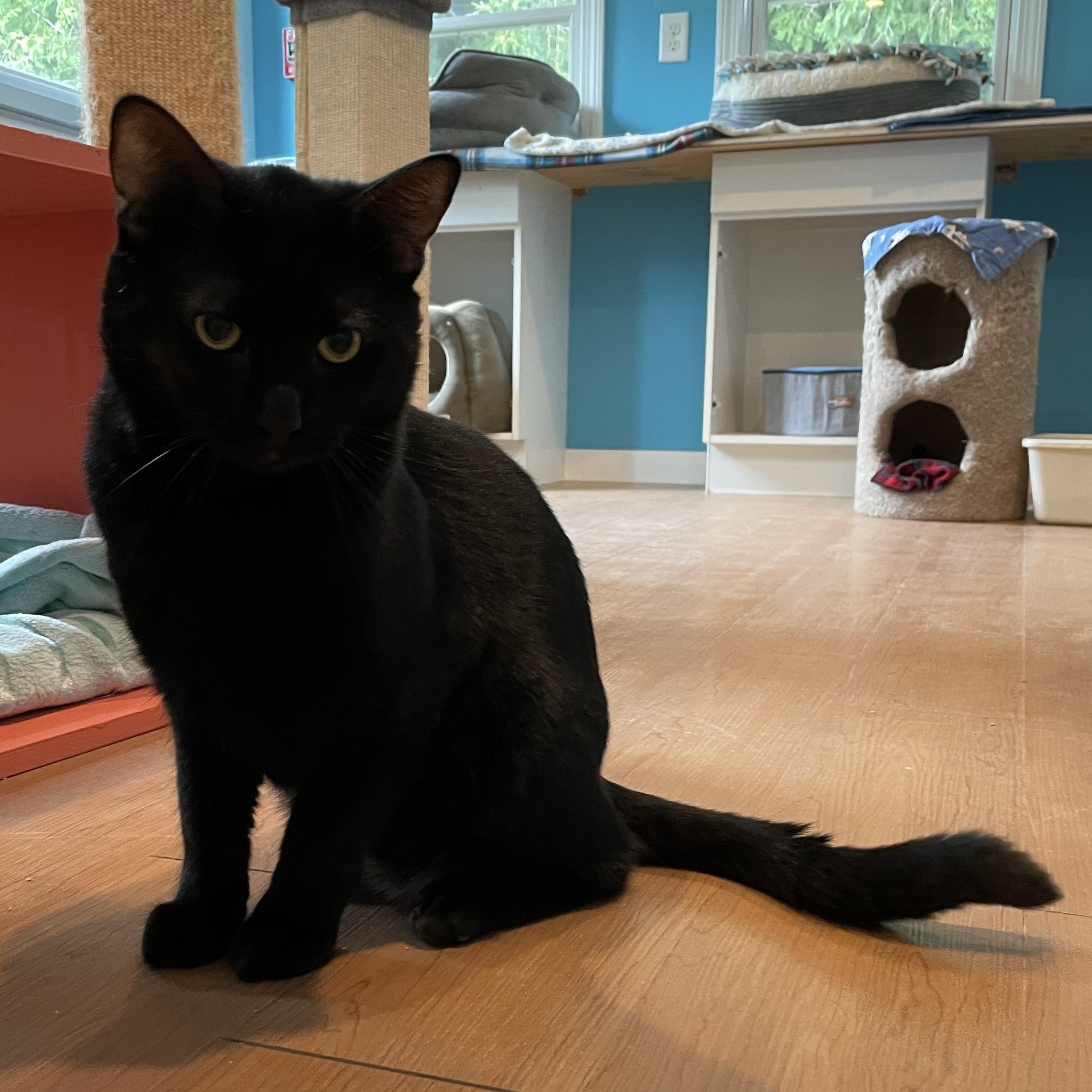 Crosby, an adopted Domestic Short Hair in Wells, ME image 1/4