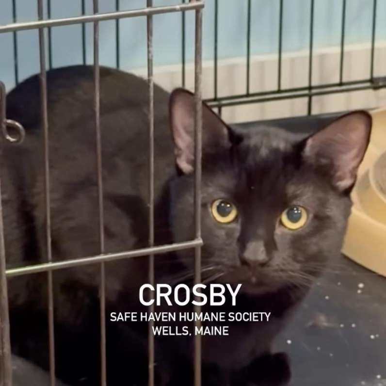Crosby, an adopted Domestic Short Hair in Wells, ME image 3/4