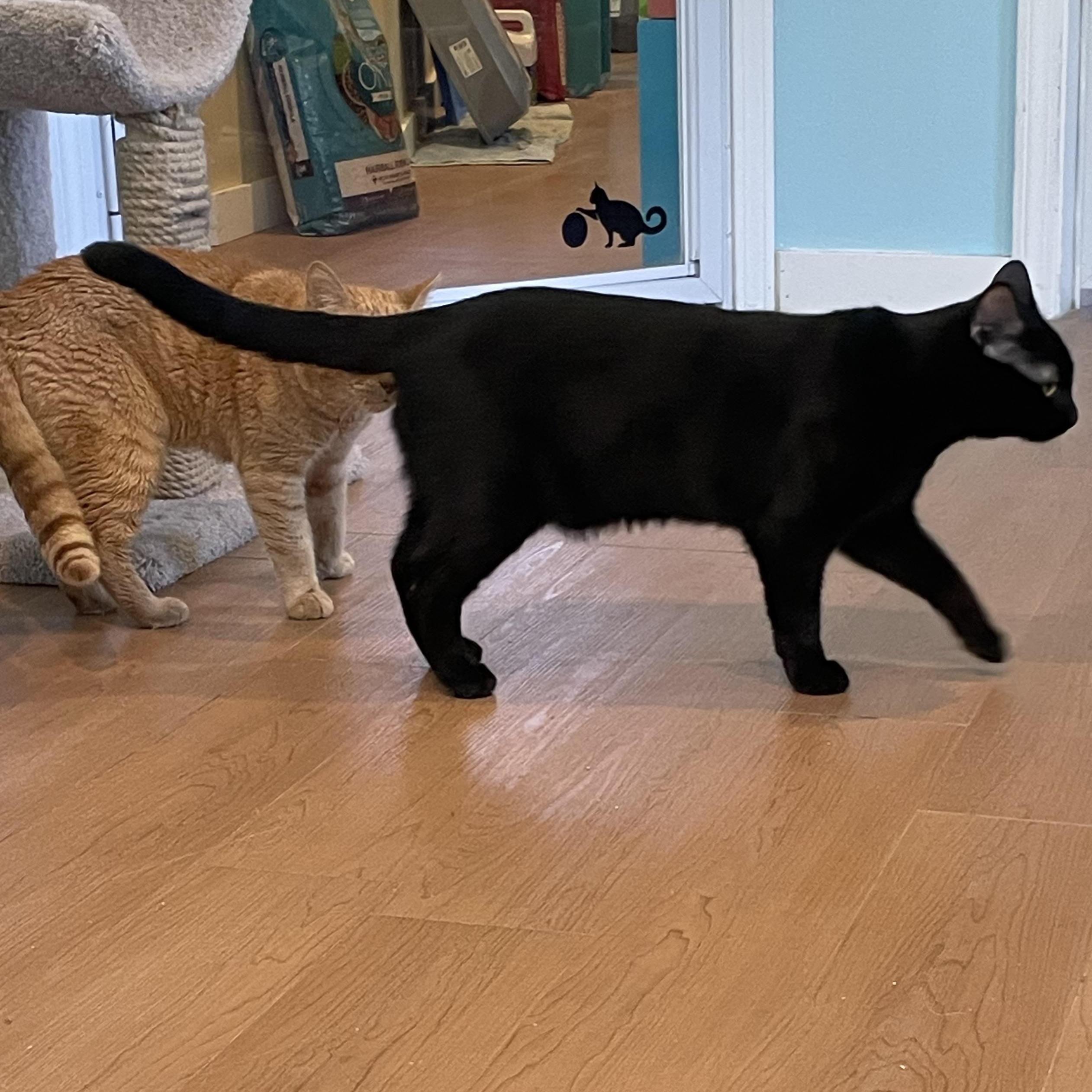 Crosby, an adopted Domestic Short Hair in Wells, ME image 2/4