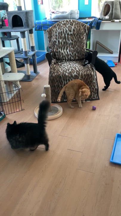 Enlarge Crosby, an adopted Domestic Short Hair in Wells, ME video 4/4