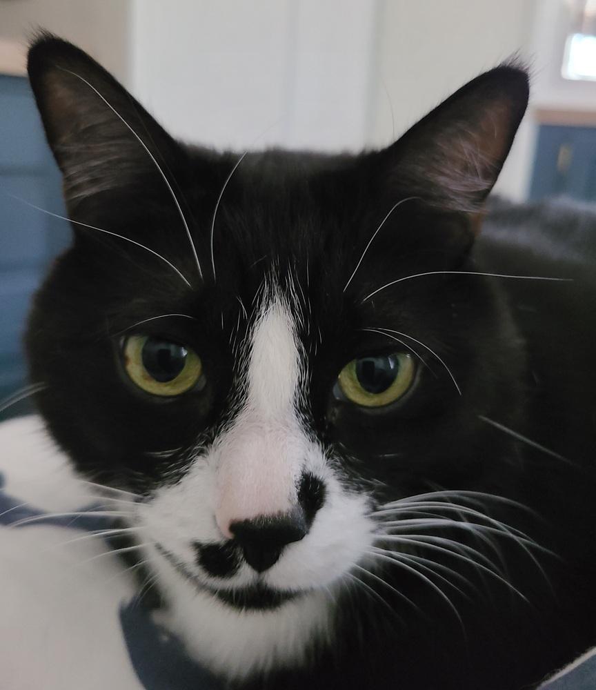 Buttons, Adoptable, Senior Male Domestic Short Hair & American Shorthair.