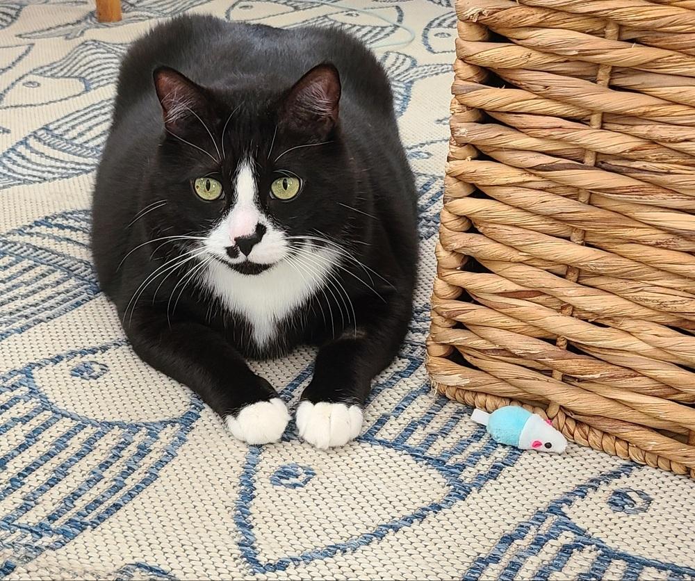 Enlarge Buttons, a Adoptable mixed breed in Bellingham, WA image 3/4
