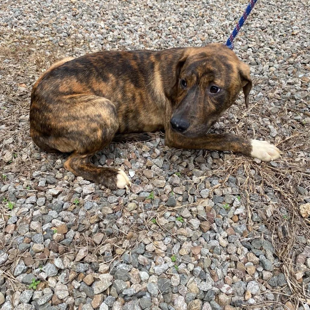 Enlarge Trip, a Adoptable Plott Hound in Stilwell, OK image 1/2