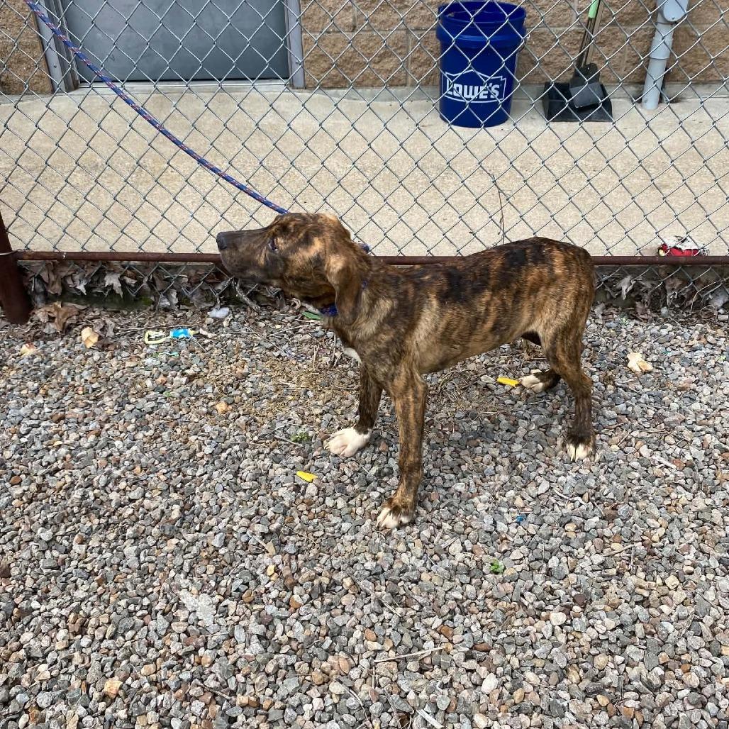 Enlarge Trip, a Adoptable Plott Hound in Stilwell, OK image 2/2