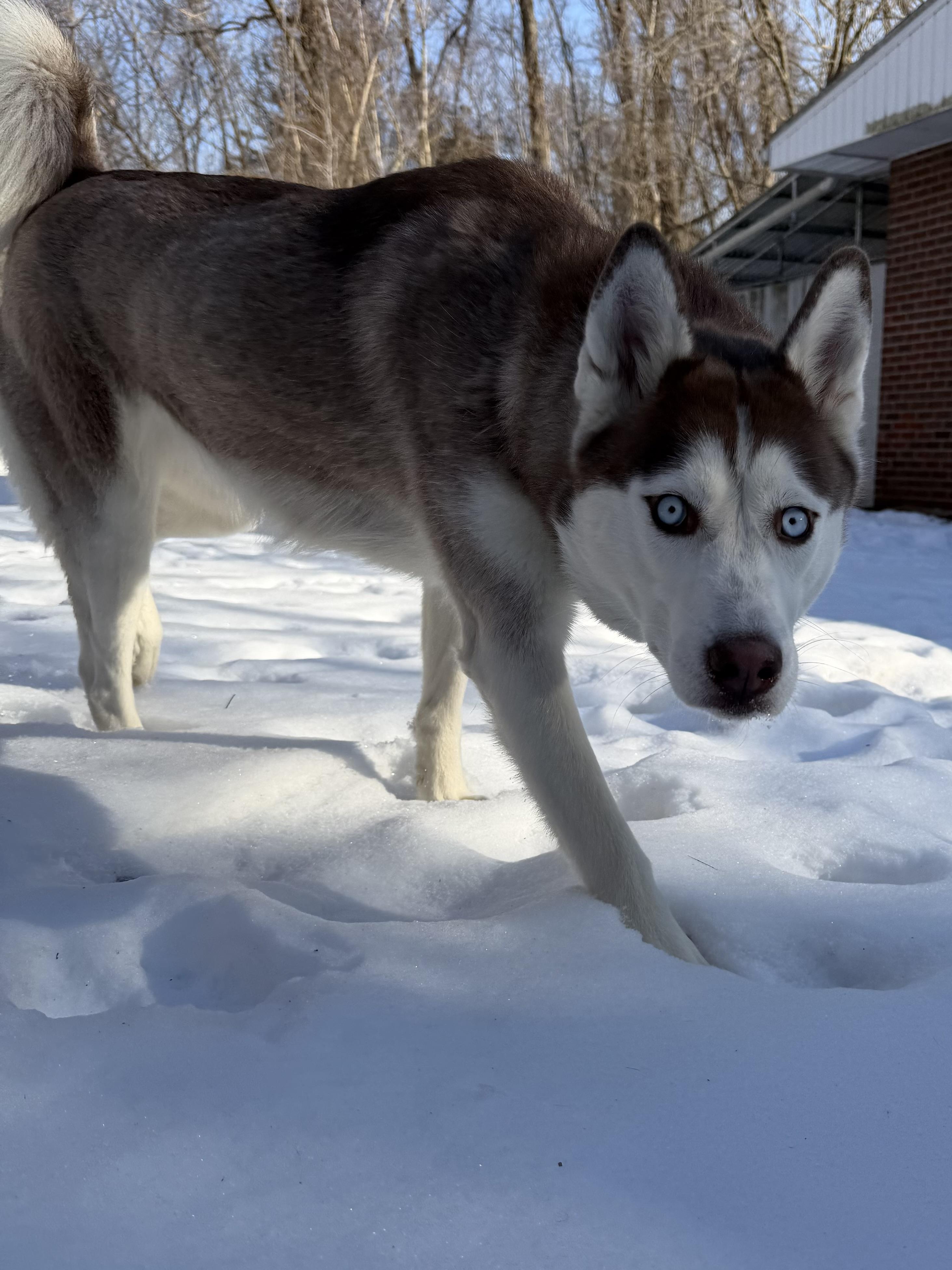 Enlarge Sky, an adopted Husky in New Britain, CT image 4/5