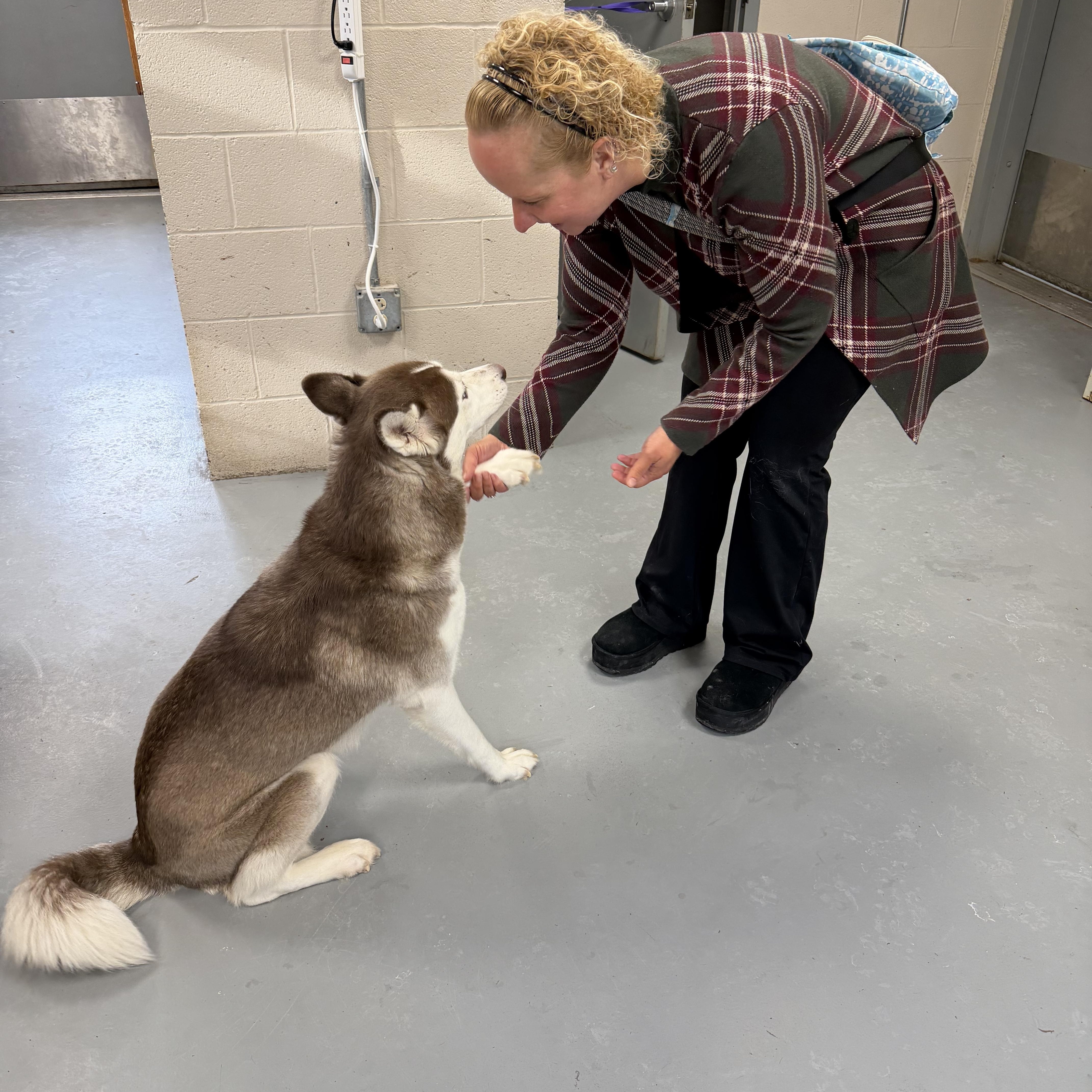 Enlarge Sky, an adopted Husky in New Britain, CT image 3/5