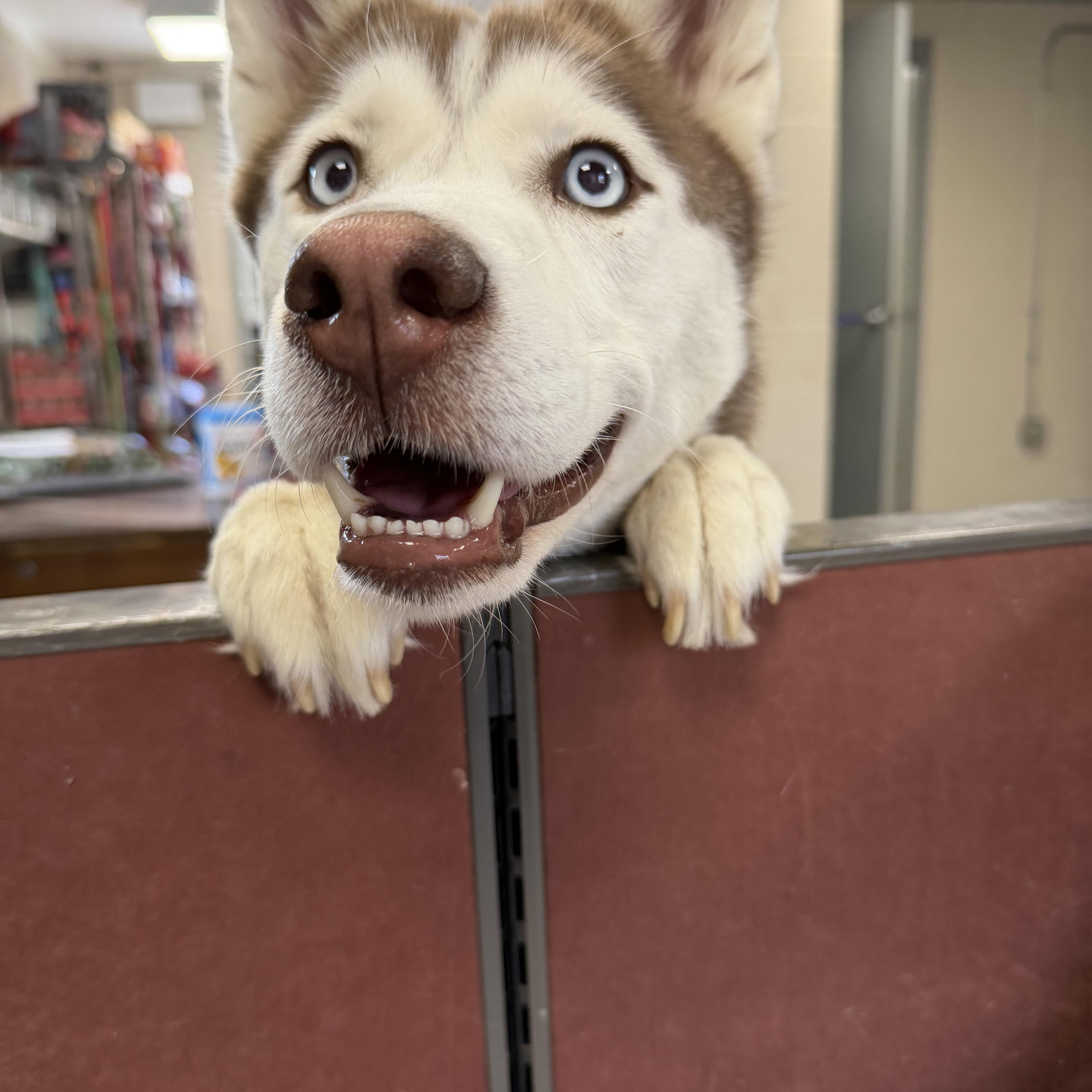 Enlarge Sky, an adopted Husky in New Britain, CT image 5/5