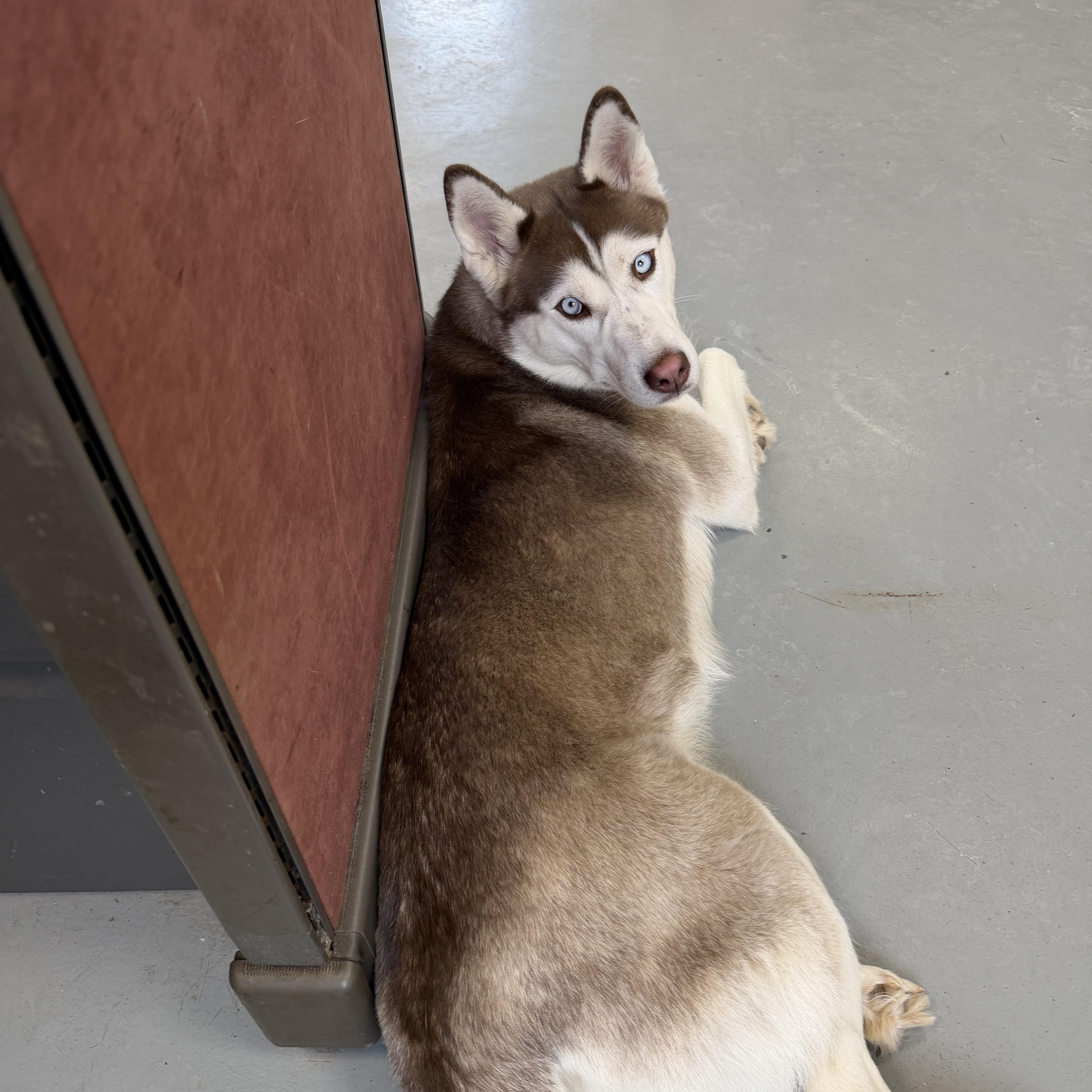 Enlarge Sky, an adopted Husky in New Britain, CT image 1/5