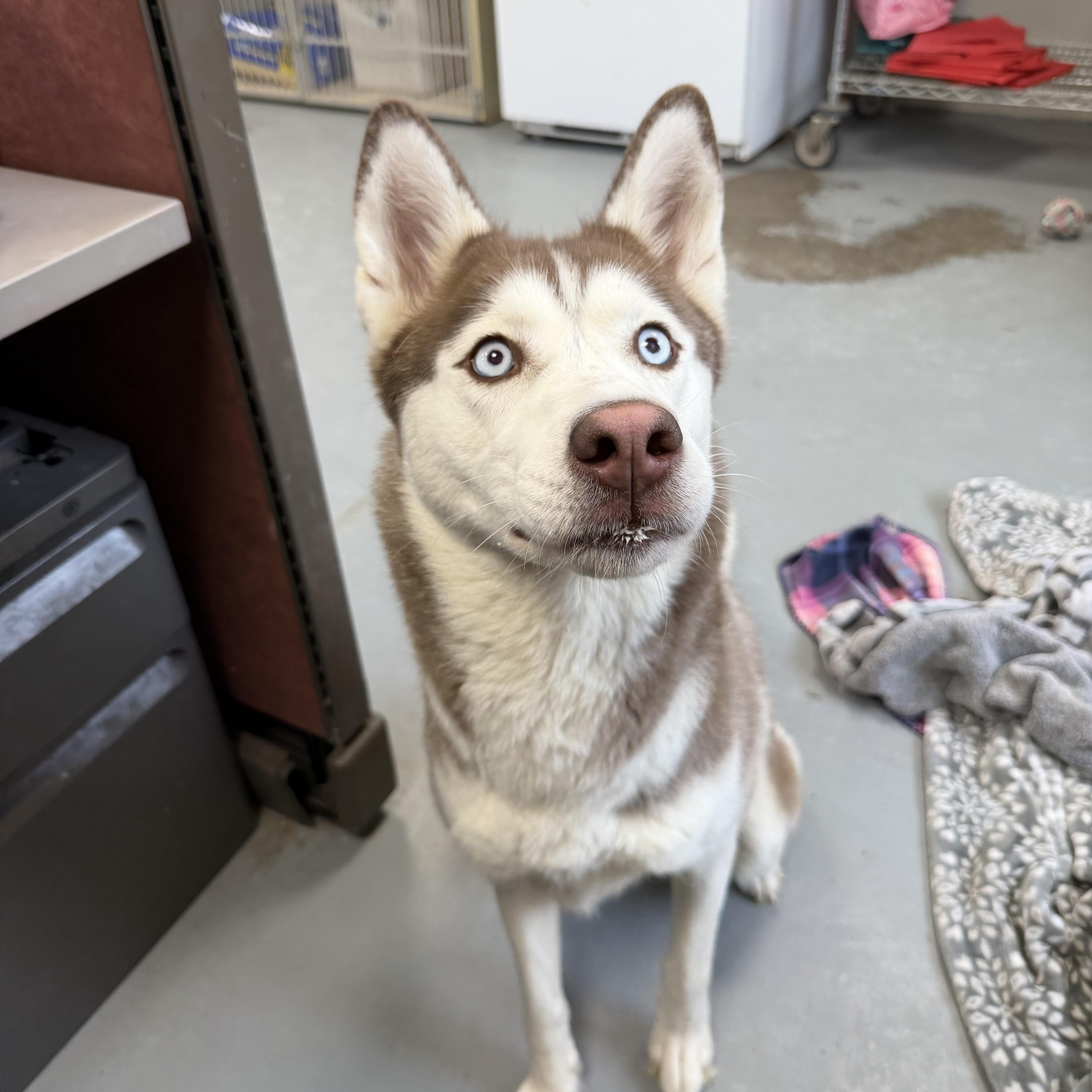 Enlarge Sky, an adopted Husky in New Britain, CT image 2/5