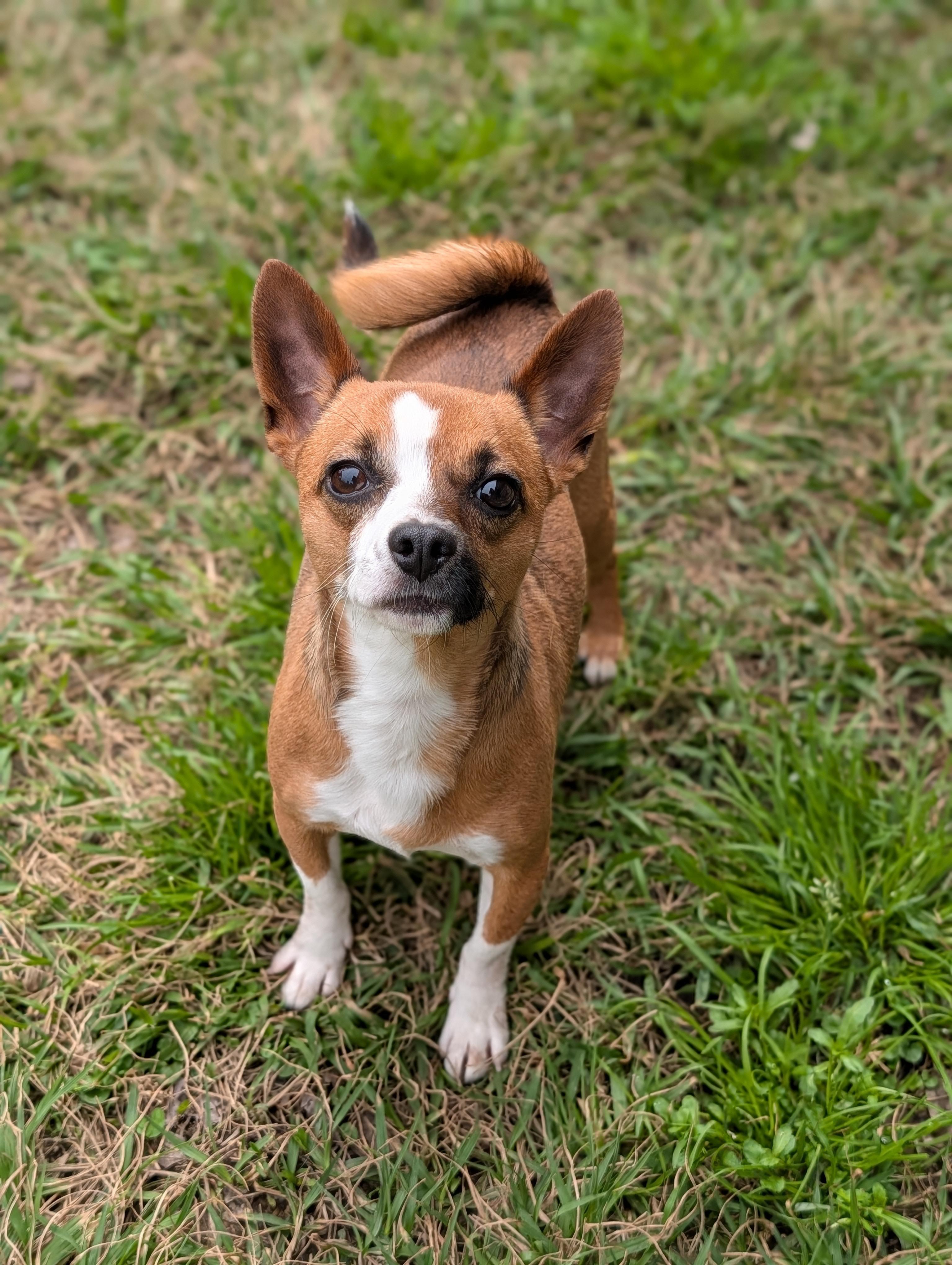 Emerson, Adoptable, Young Male Chihuahua & Boston Terrier.