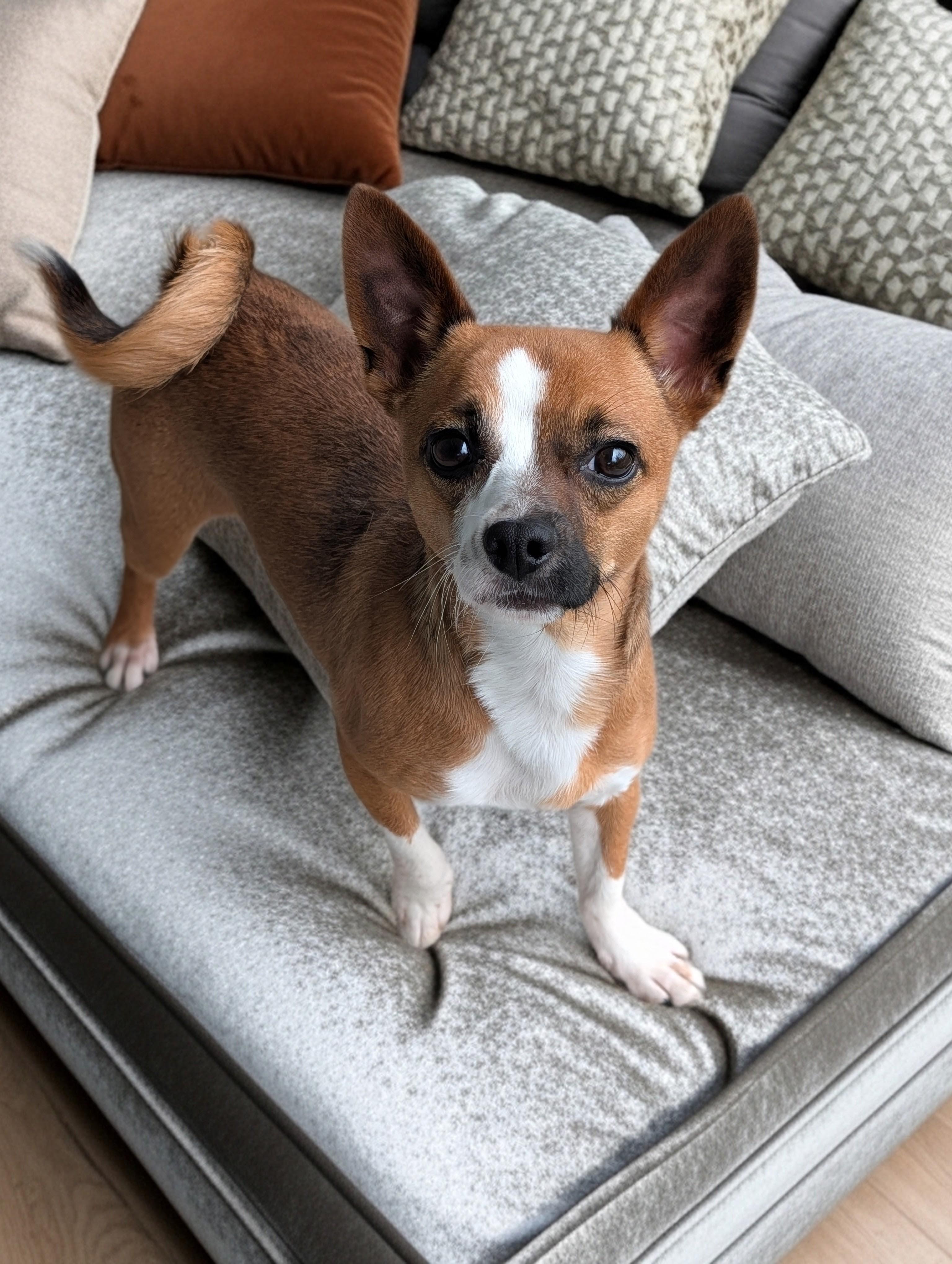 Enlarge Emerson, a Adoptable mixed breed in Baton Rouge, LA image 3/3