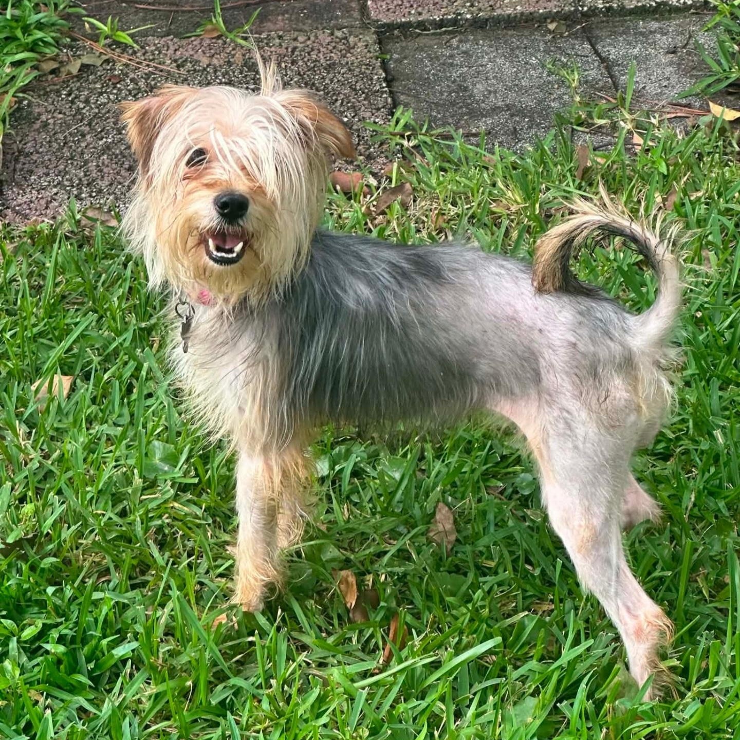 Enlarge Mandy, a Adopted Yorkshire Terrier in Orlando, FL image 1/1