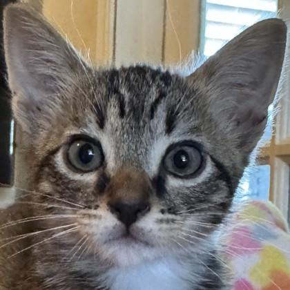 Gary, Adoptable, Kitten Male Domestic Short Hair & Domestic Short Hair.