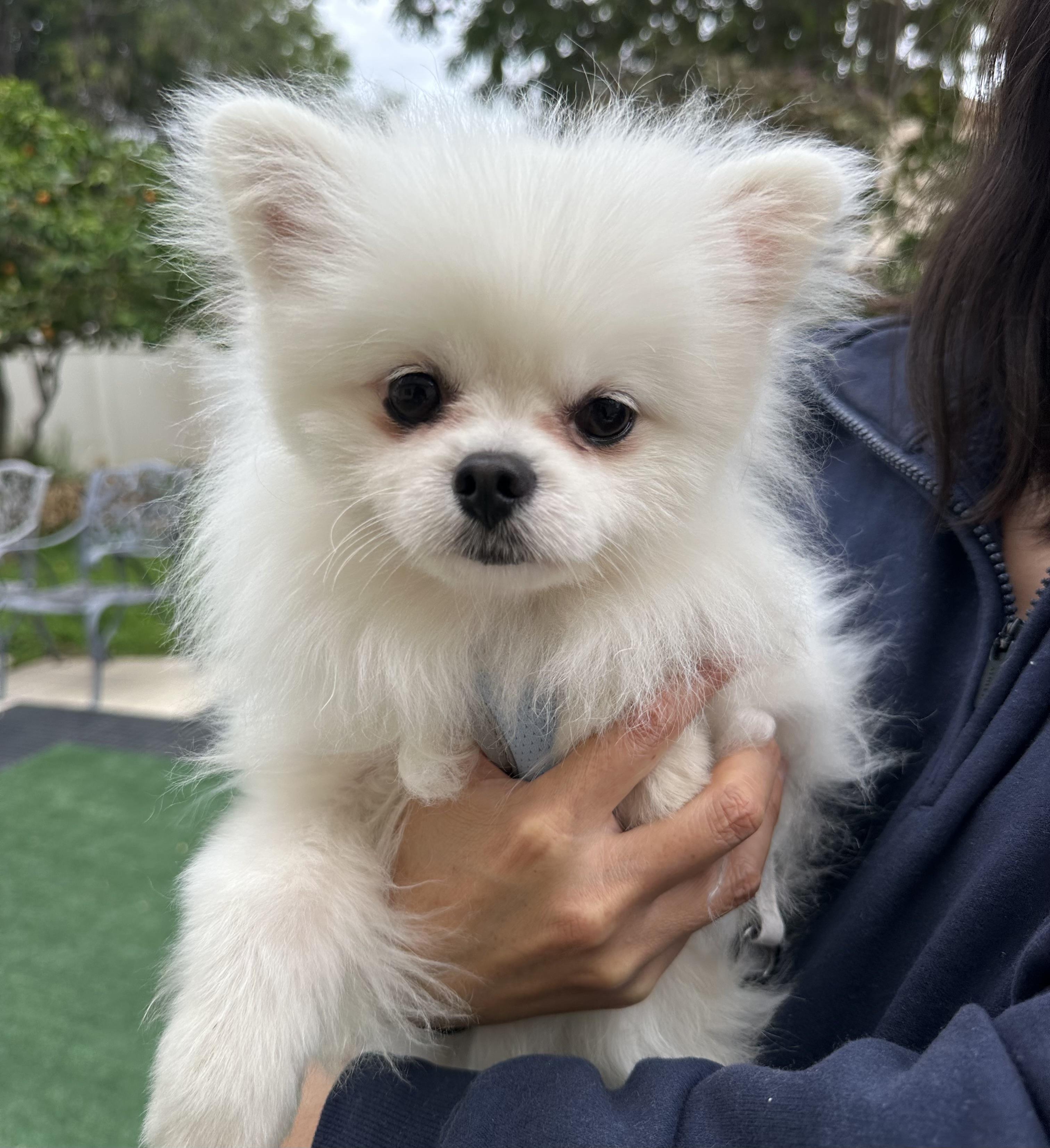 Dooley, a Adopted Pomeranian in La Mirada, CA image 1/4