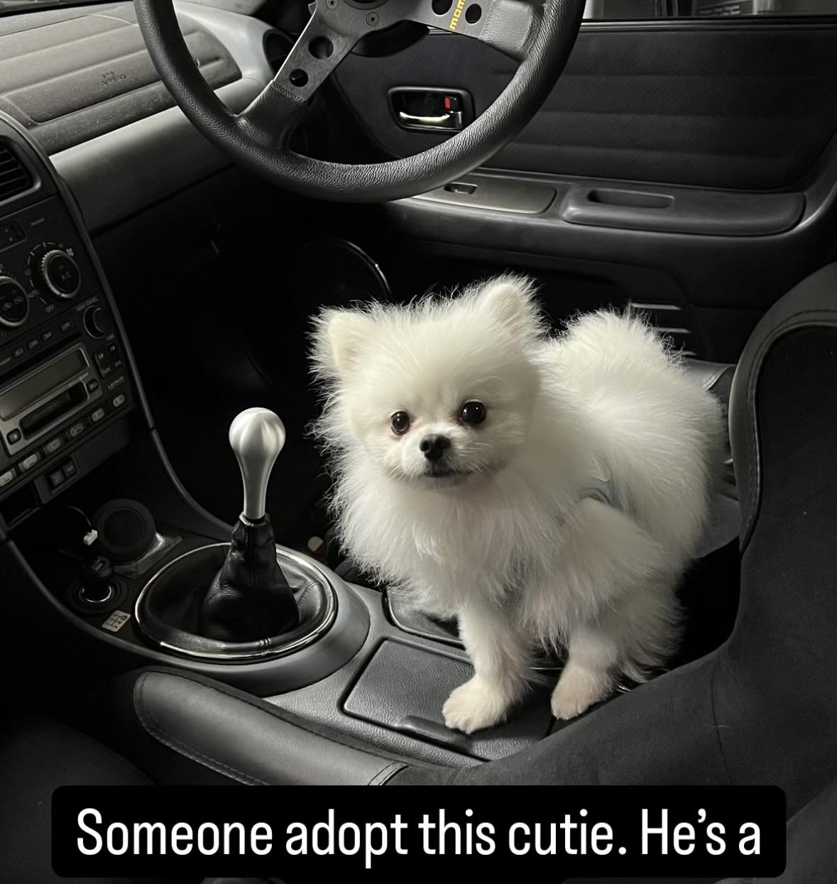 Dooley, Adopted, Young Male Pomeranian.