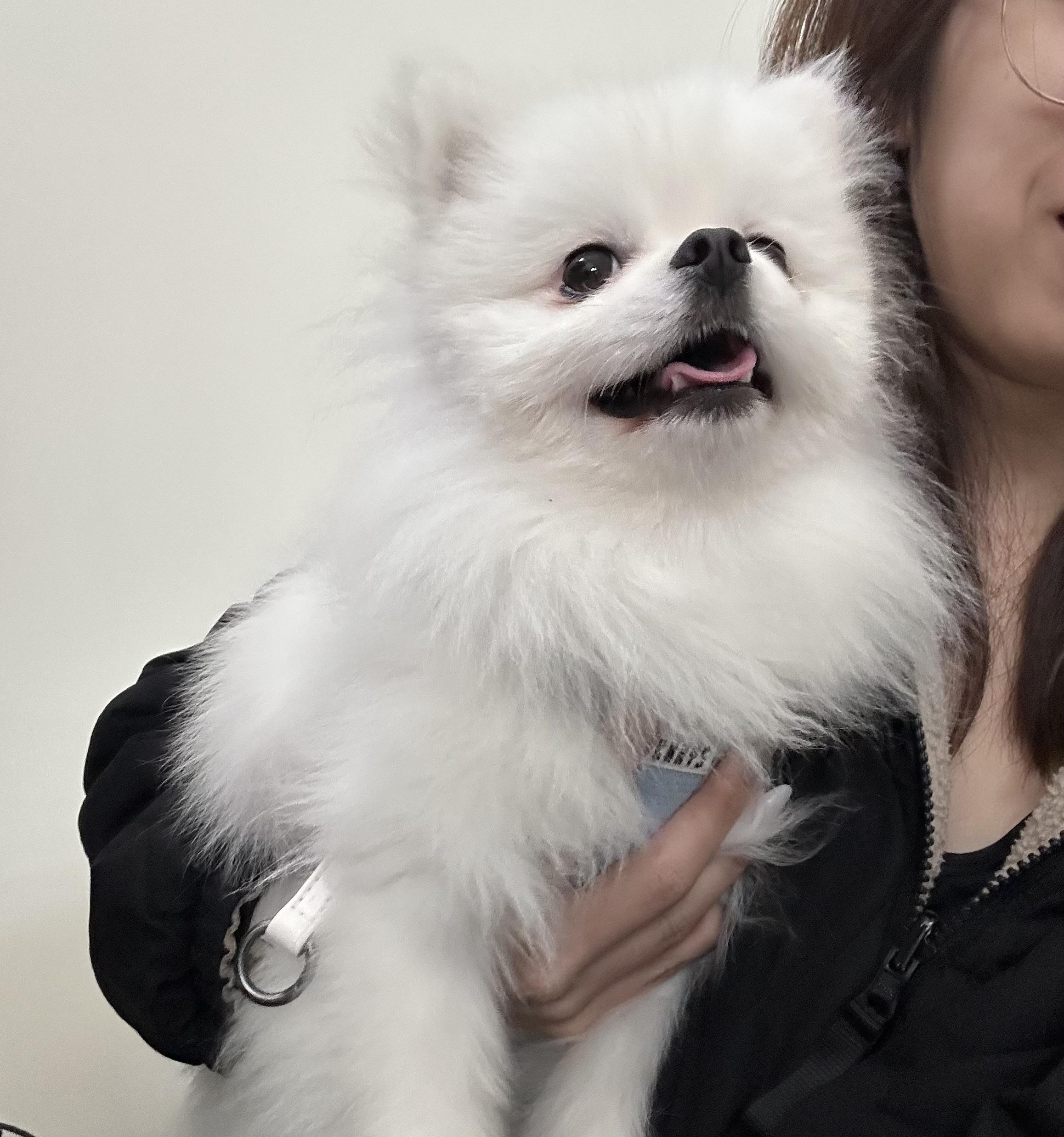 Dooley, Adopted, Young Male Pomeranian.