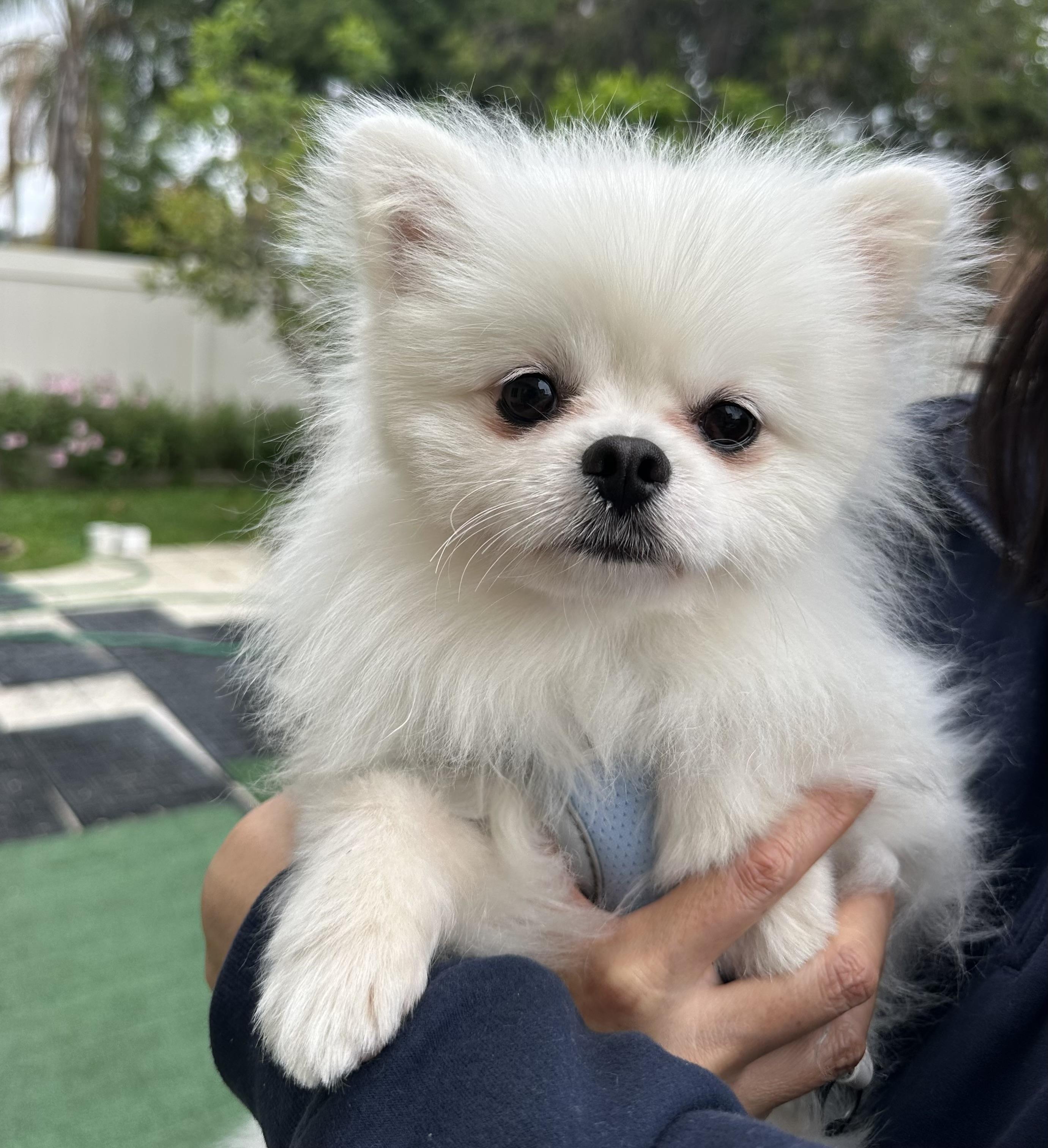 Dooley, a Adopted Pomeranian in La Mirada, CA image 4/4