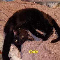 Enlarge Zz Cole - Courtesy, a Adoptable mixed breed in Utica, MI image 1/2
