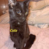 Zz Cole  Courtesy thumbnail 2