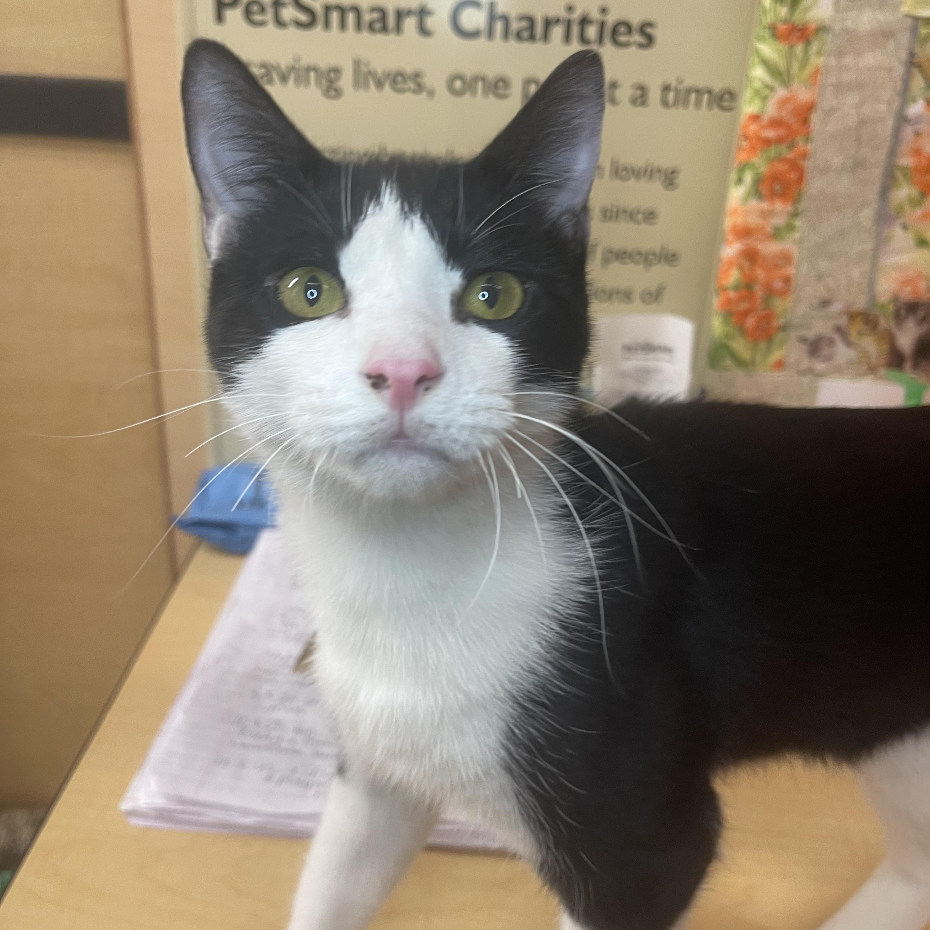 Draco, Adoptable, Young Male Domestic Short Hair.