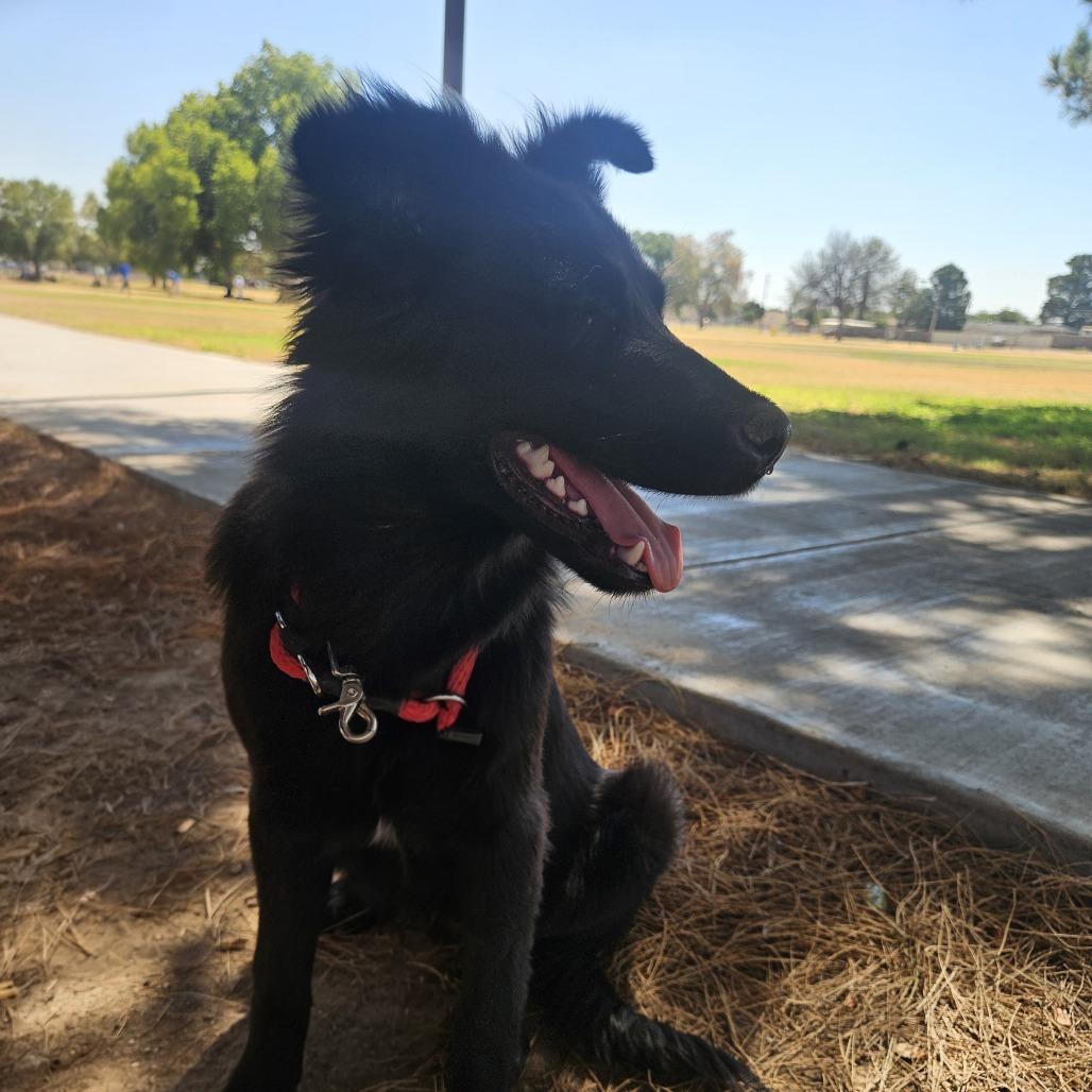Colby, Adoptable, Young Male Australian Cattle Dog / Blue Heeler & Mixed Breed.