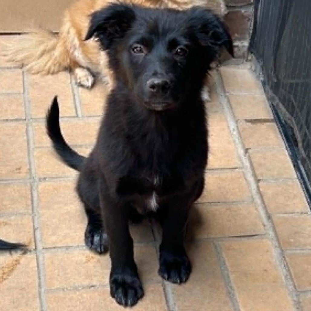 Enlarge Colby, a Adoptable mixed breed in Odessa, TX image 2/3
