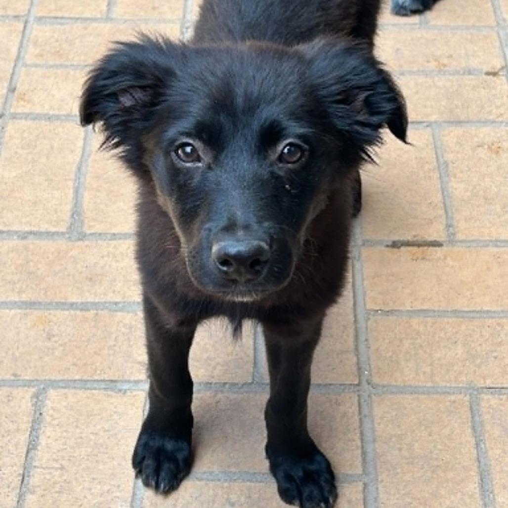 Enlarge Colby, a Adoptable mixed breed in Odessa, TX image 3/3