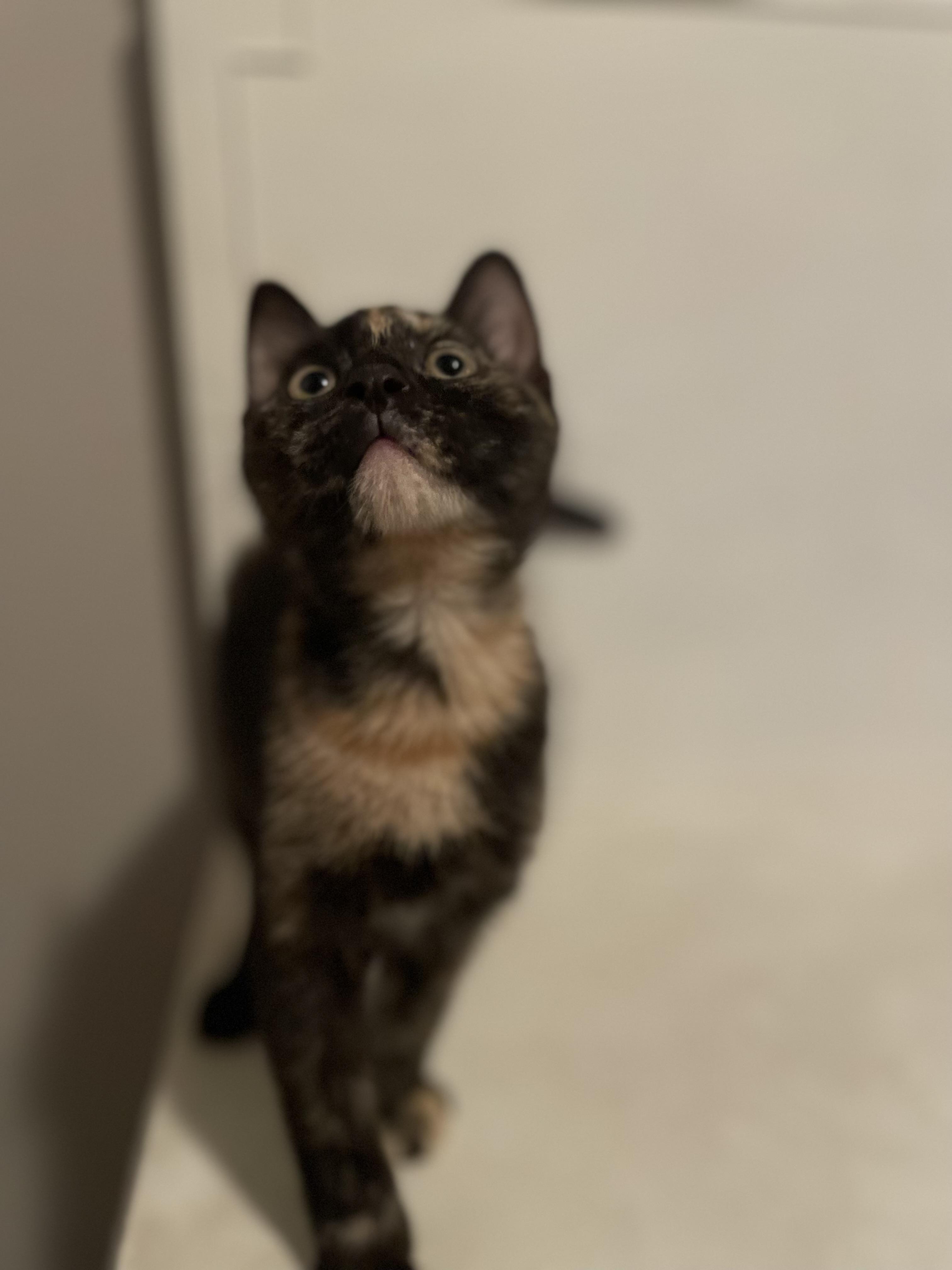 Miso, a ADOPTABLE Domestic Short Hair in Covina , CA image 5/6