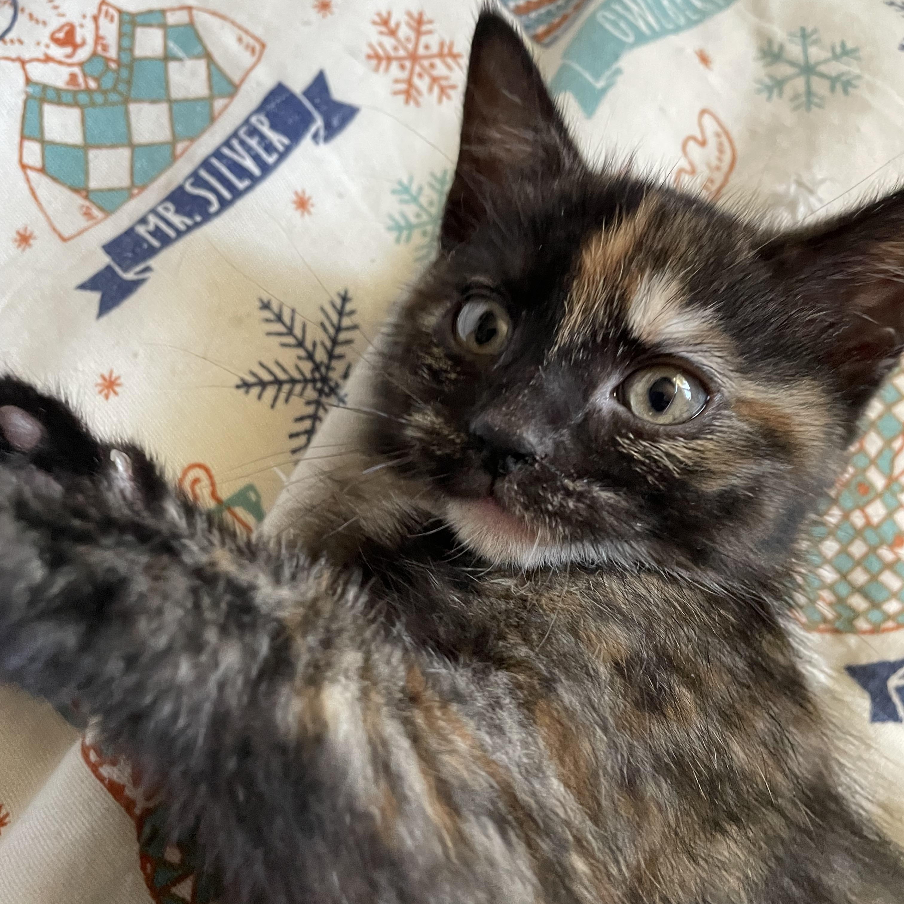 Miso, a ADOPTABLE Domestic Short Hair in Covina , CA image 1/6