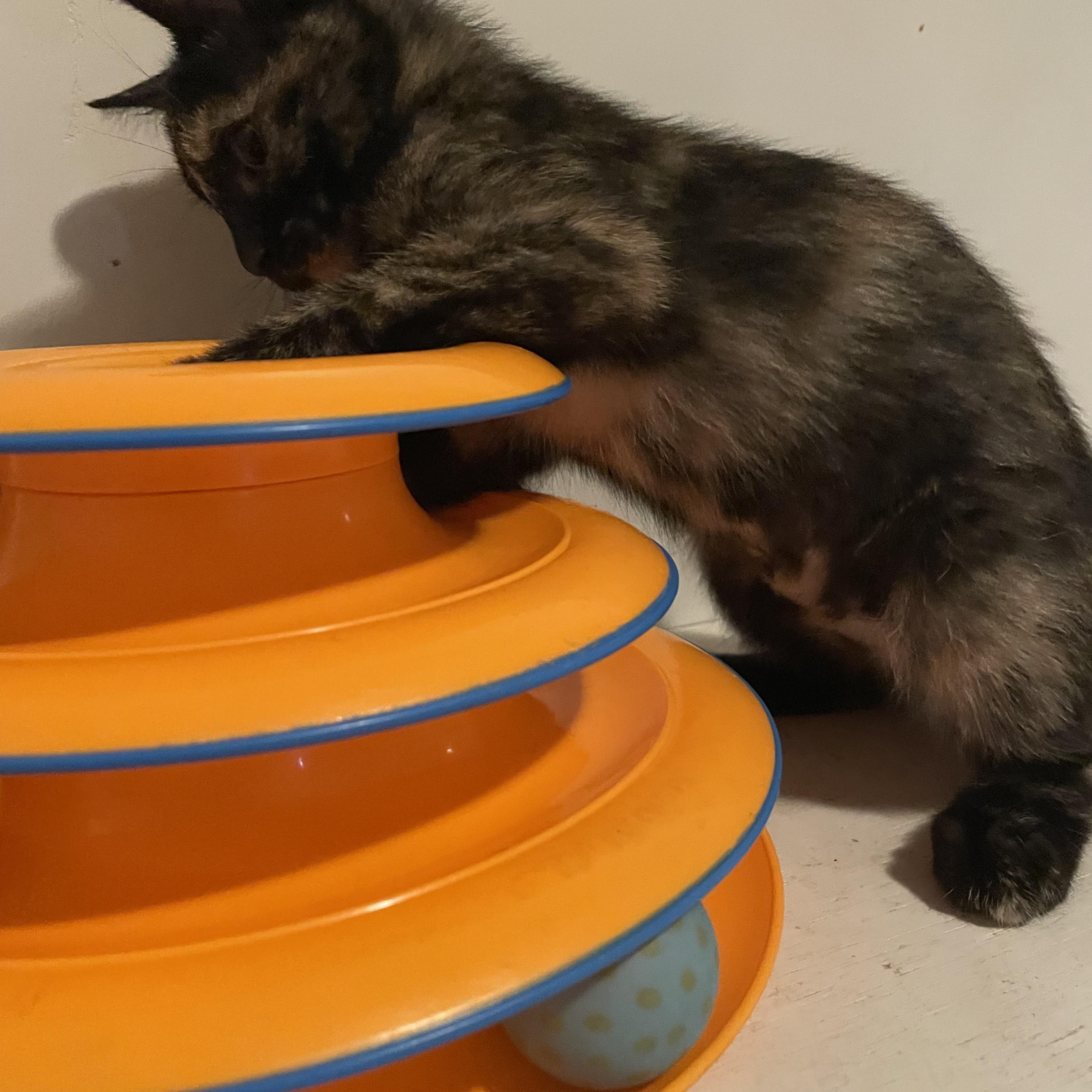 Miso, a ADOPTABLE Domestic Short Hair in Covina , CA image 4/6