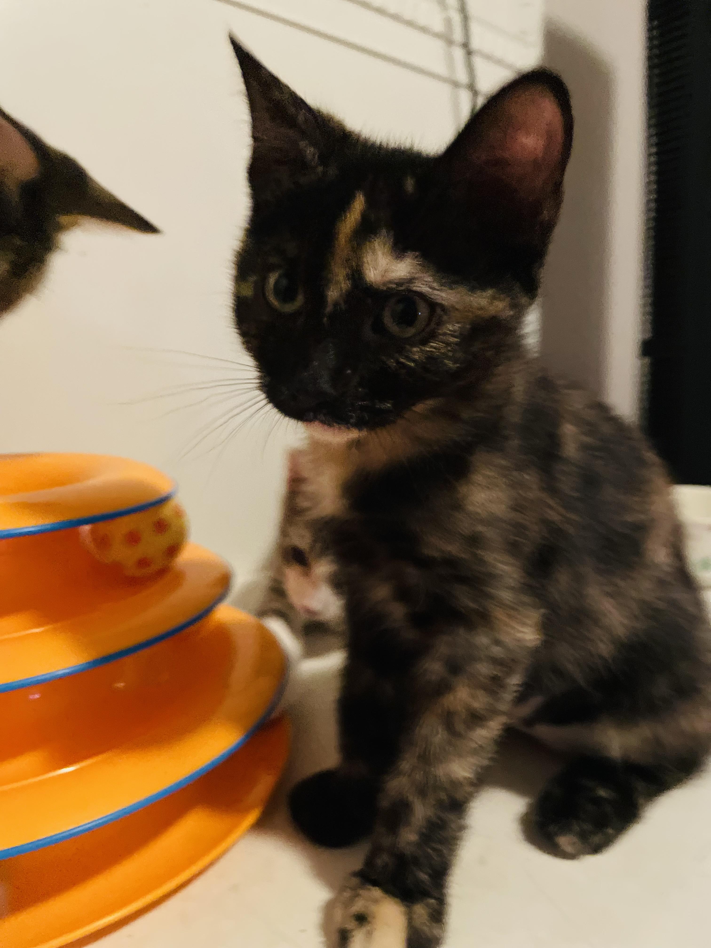 Miso, a ADOPTABLE Domestic Short Hair in Covina , CA image 6/6