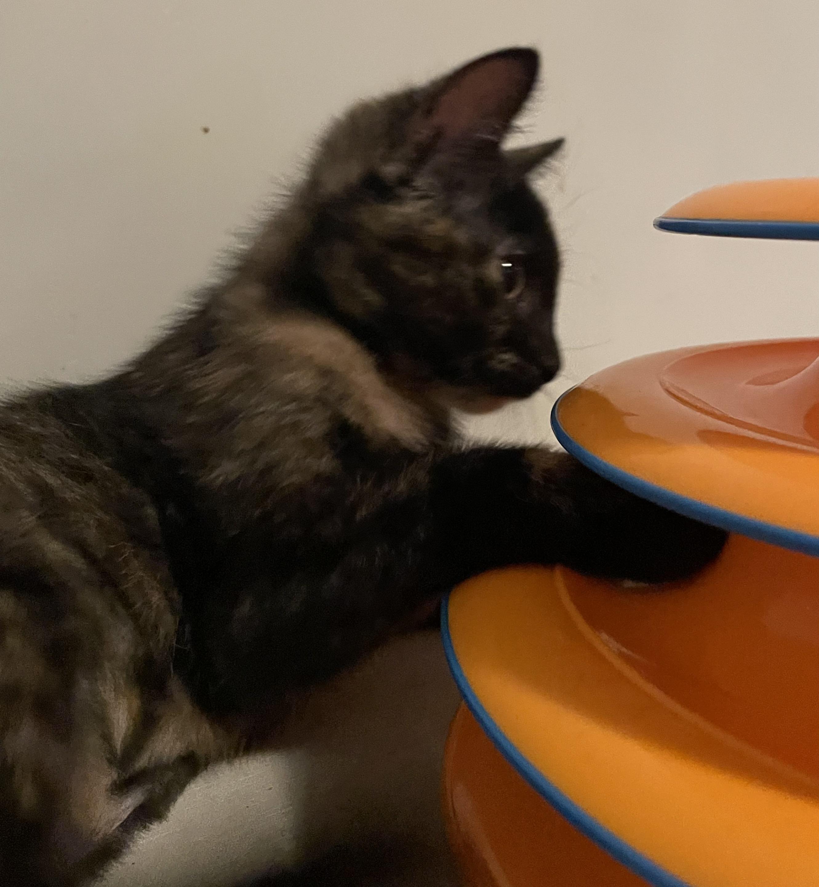 Miso, a ADOPTABLE Domestic Short Hair in Covina , CA image 2/6