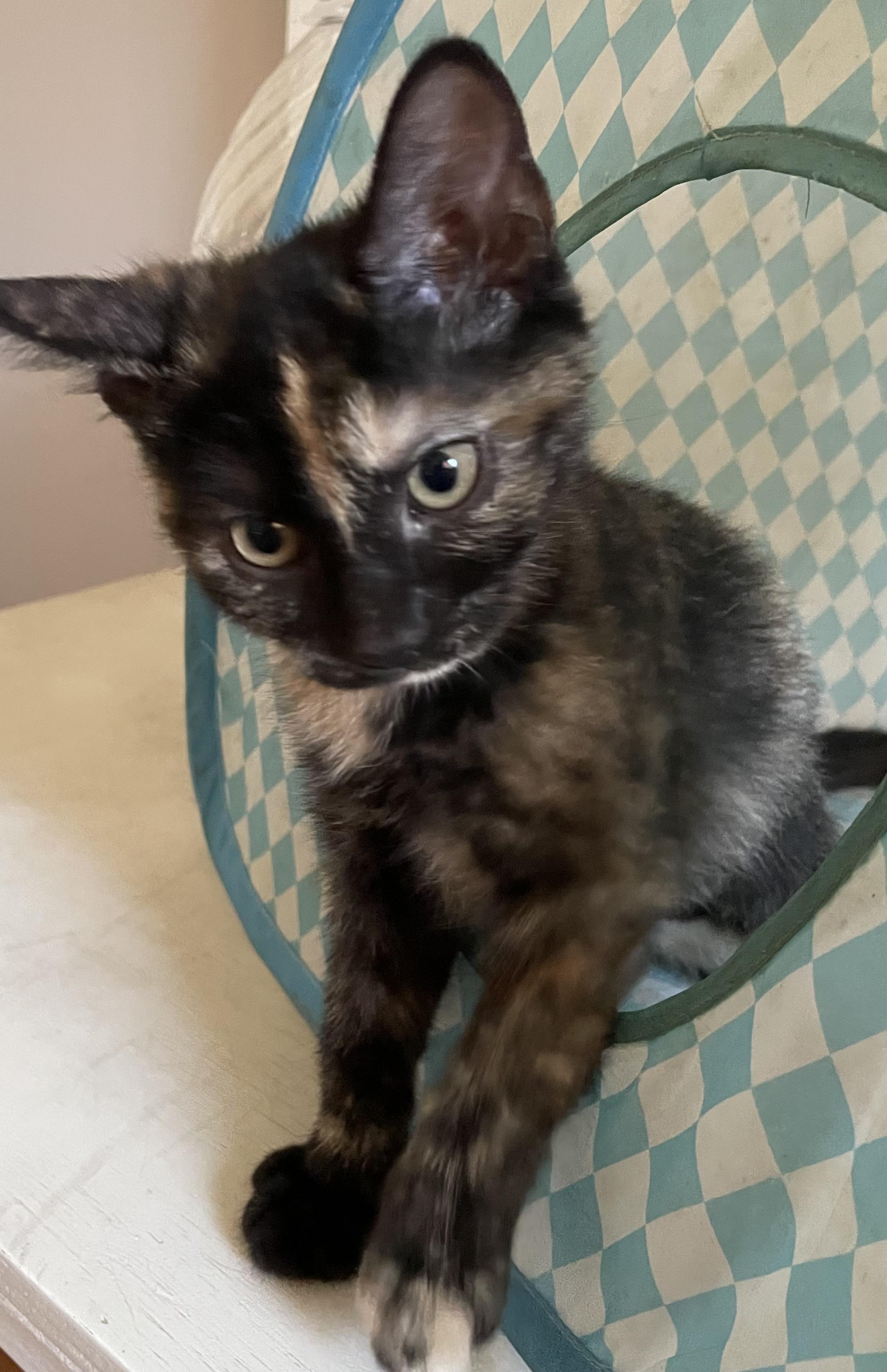 Miso, a ADOPTABLE Domestic Short Hair in Covina , CA image 3/6