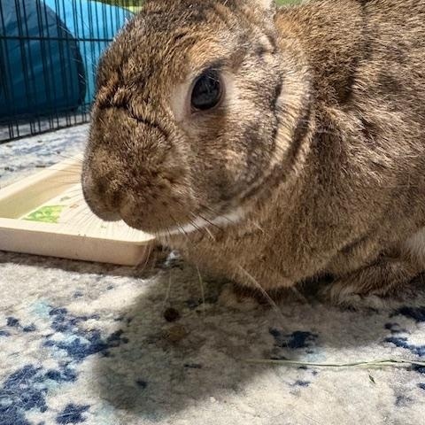 Timon, Adoptable, Young Male American.