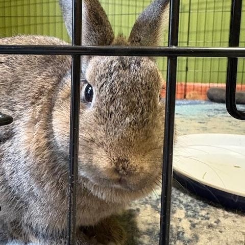 Timon, a Adoptable mixed breed in Cleveland, OH image 2/4