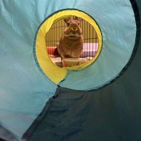 Timon, a Adoptable mixed breed in Cleveland, OH image 3/4