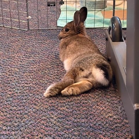 Timon, a Adoptable mixed breed in Cleveland, OH image 4/4