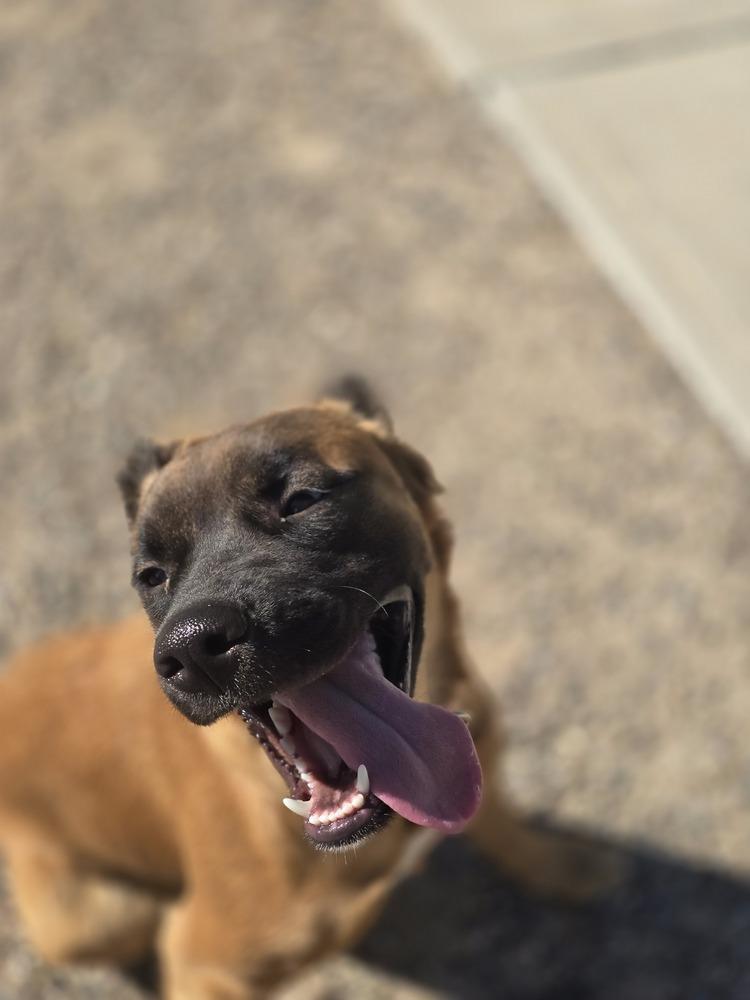 Enlarge Harriet, a Adoptable mixed breed in Albuquerque, NM image 3/6