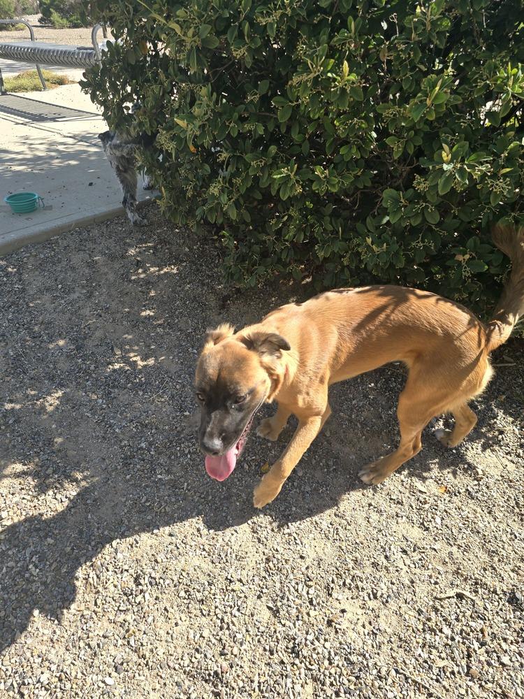 Enlarge Harriet, a Adoptable mixed breed in Albuquerque, NM image 4/6