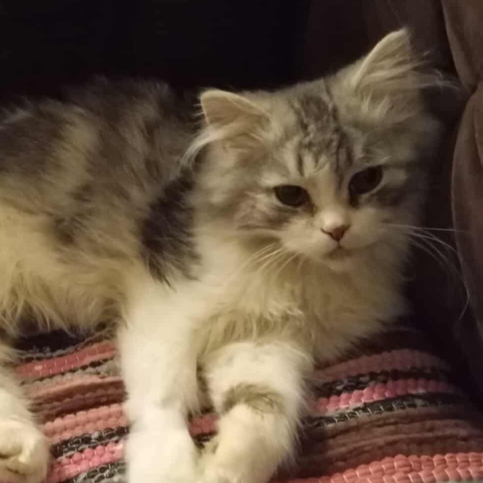 Harry, Baby Female unknown