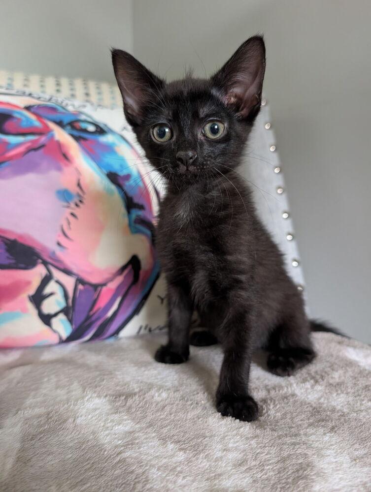 Nora, Adoptable, Kitten Female Domestic Short Hair.
