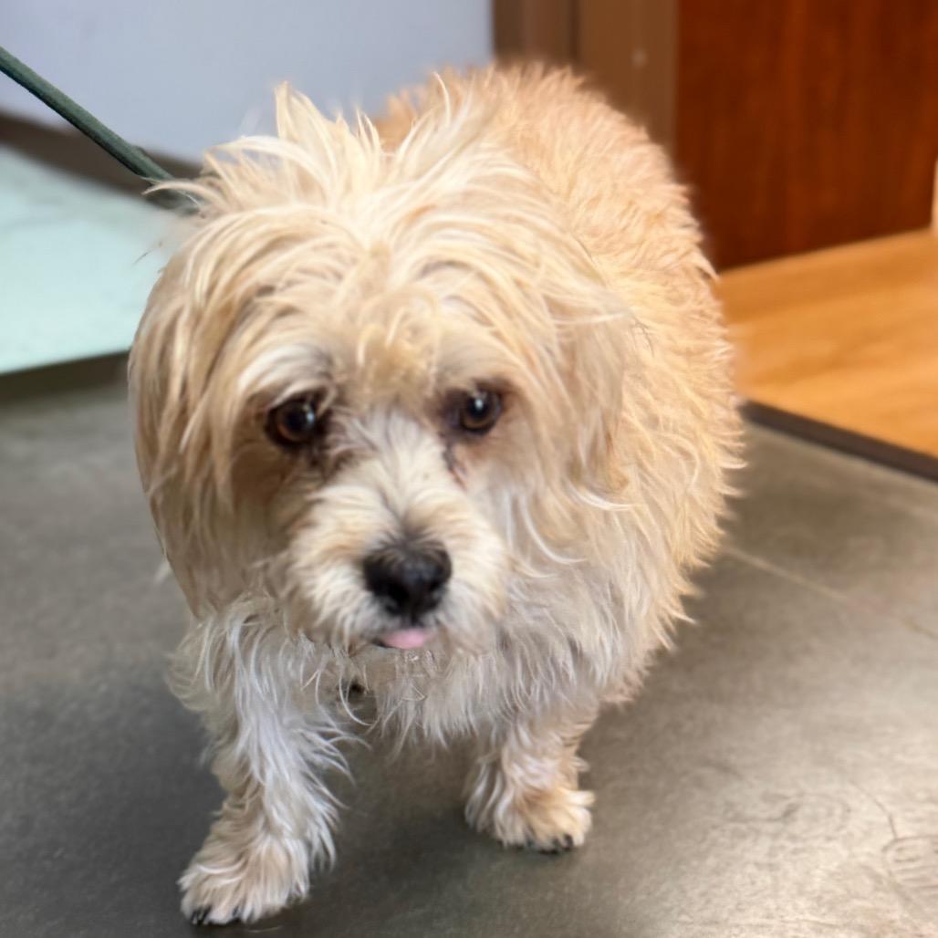 Bruno, Adoptable, Adult Male Terrier & Mixed Breed.