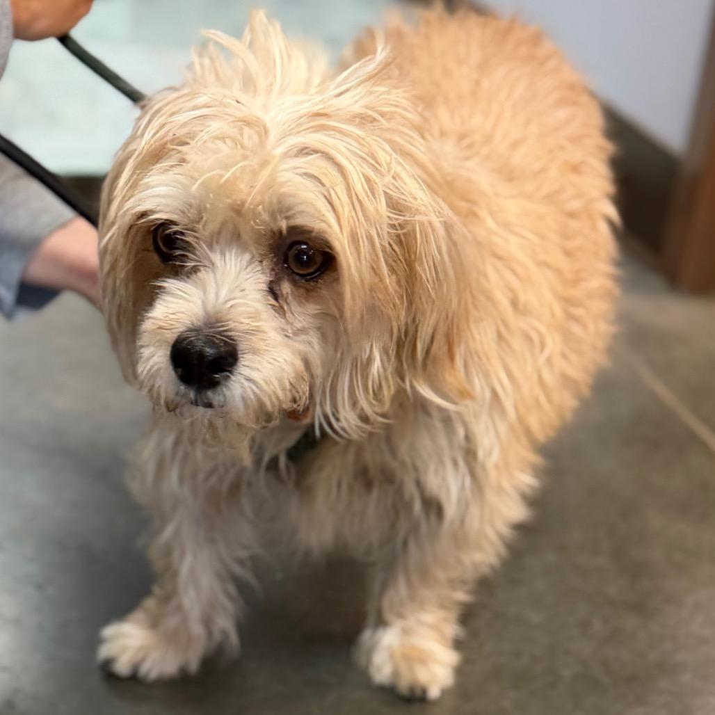 Enlarge Bruno, a Adoptable mixed breed in Idaho Falls, ID image 2/3