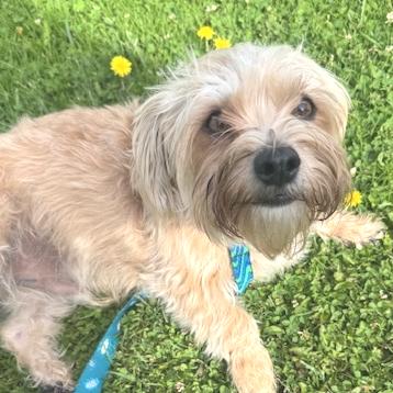 Enlarge Bruno, a Adoptable mixed breed in Idaho Falls, ID image 3/3